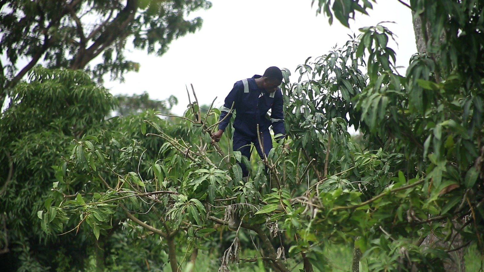 Mango farmers reap big as PPEDCO turns crop disease into a success story