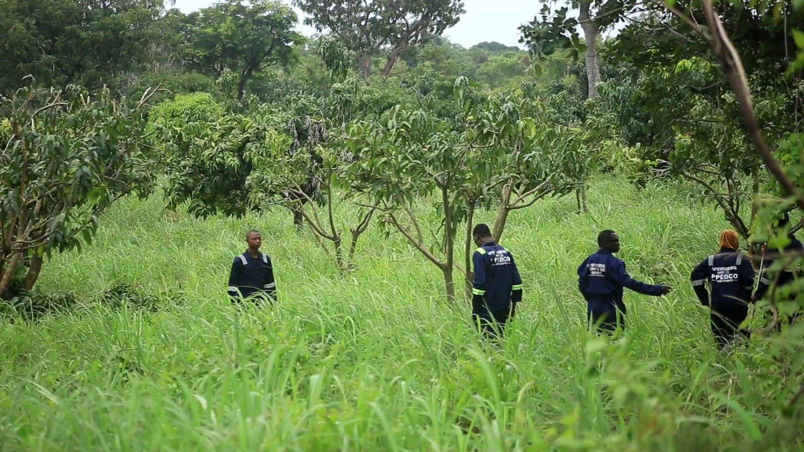 Mango farmers reap big as PPEDCO turns crop disease into a success story