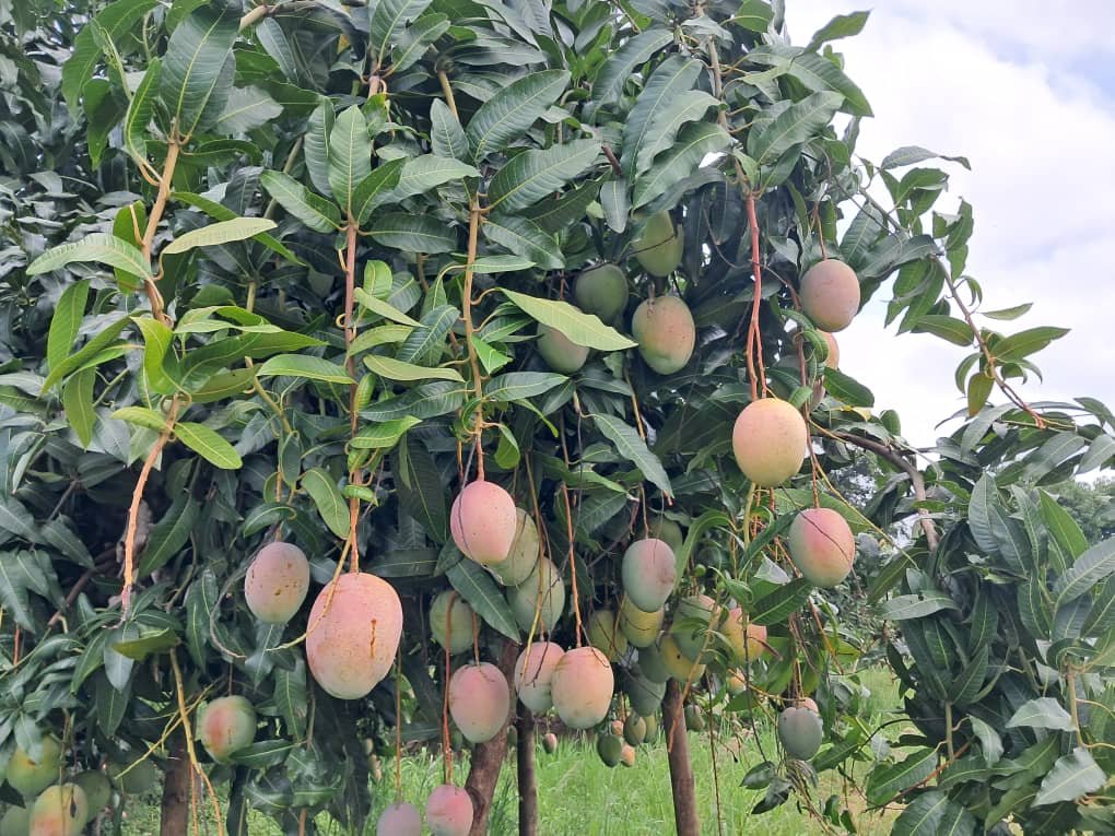 Mango farmers reap big as PPEDCO turns crop disease into a success story