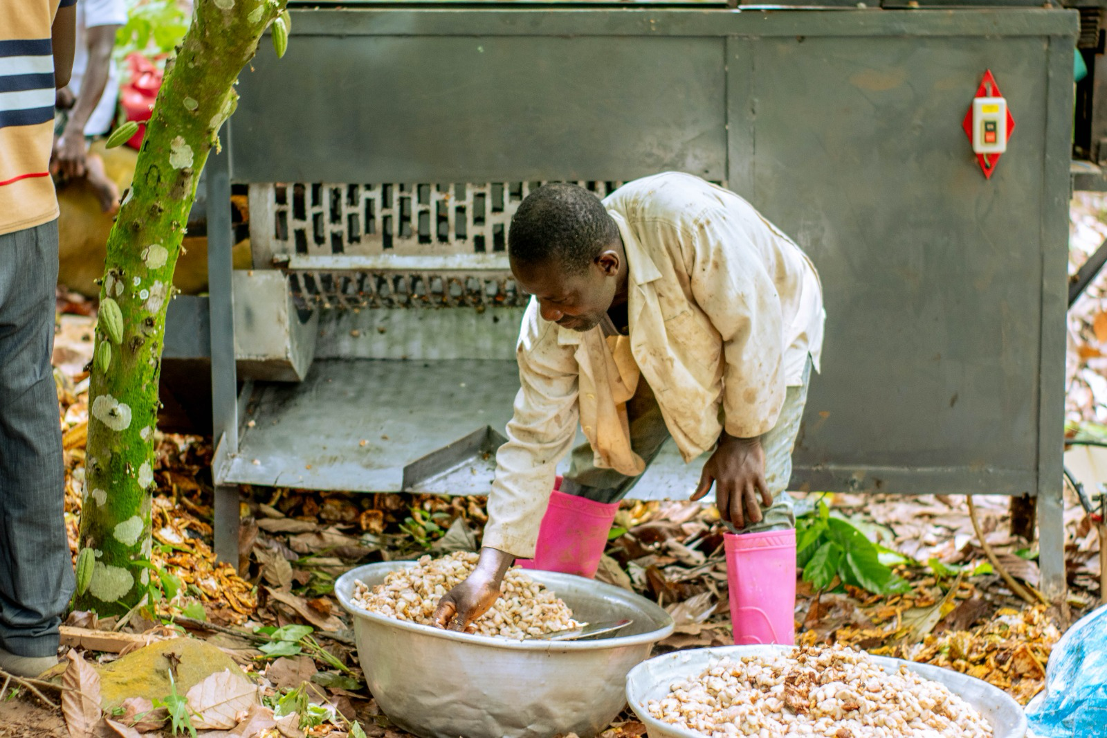 Transforming cocoa farming, advancing the SDGs