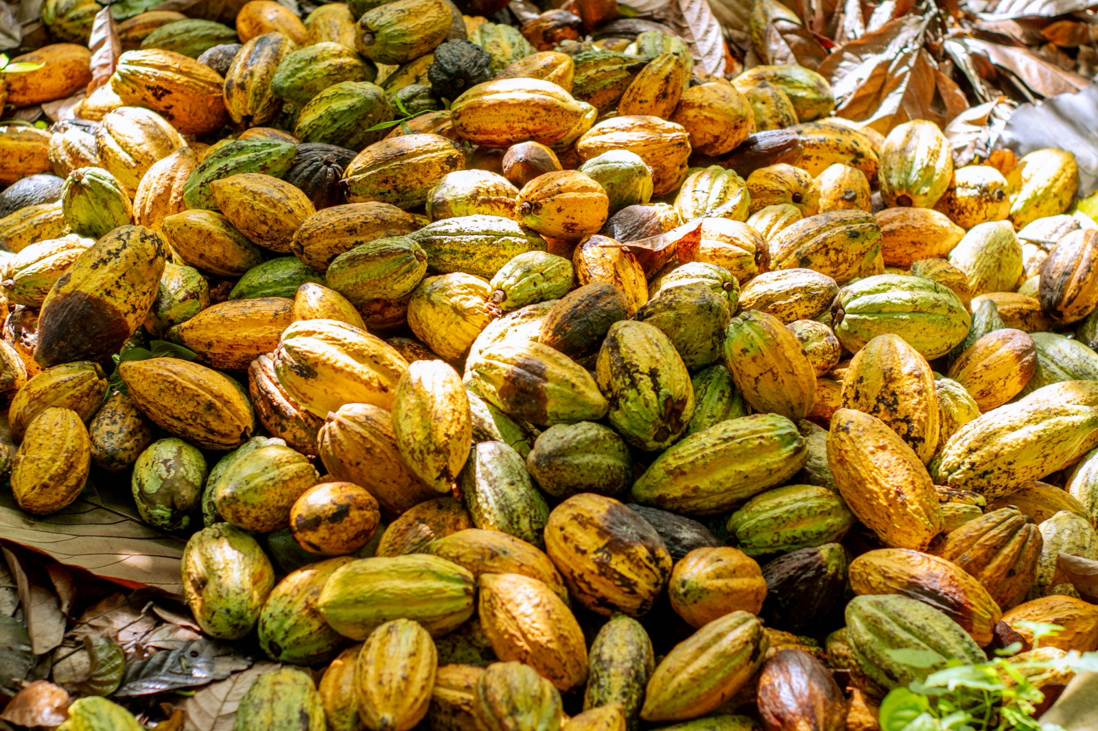 Transforming cocoa farming, advancing the SDGs