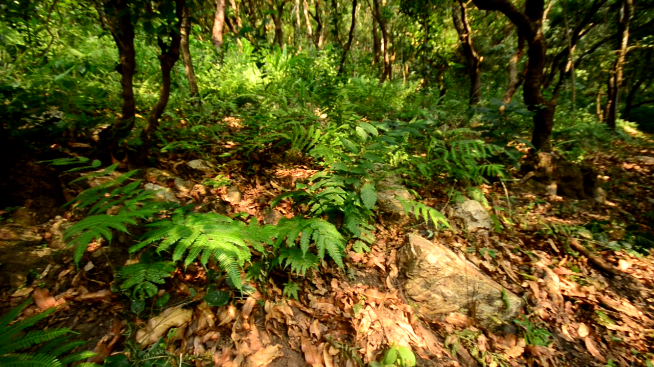 Amedzofe opens 2 sacred sites to tourism traffic