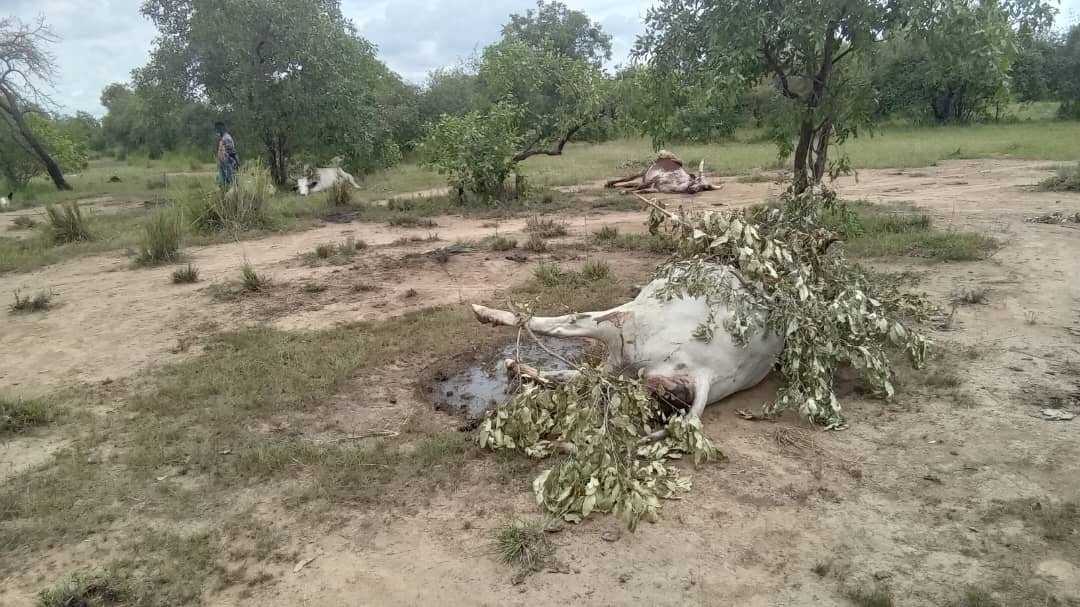 Northern Region issues health alert after mysterious cattle deaths in Disah community
