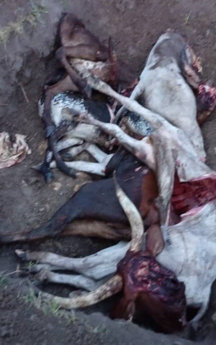 Northern Region issues health alert after mysterious cattle deaths in Disah community