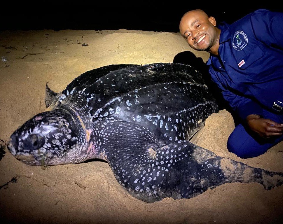 Support awareness campaigns to protect sea turtles - WHRO