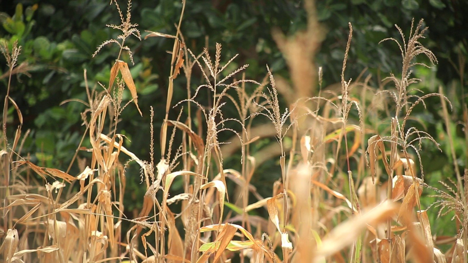 Left behind by long dry days: Nante-Zongo’s farmers struggle to survive changing weather patterns