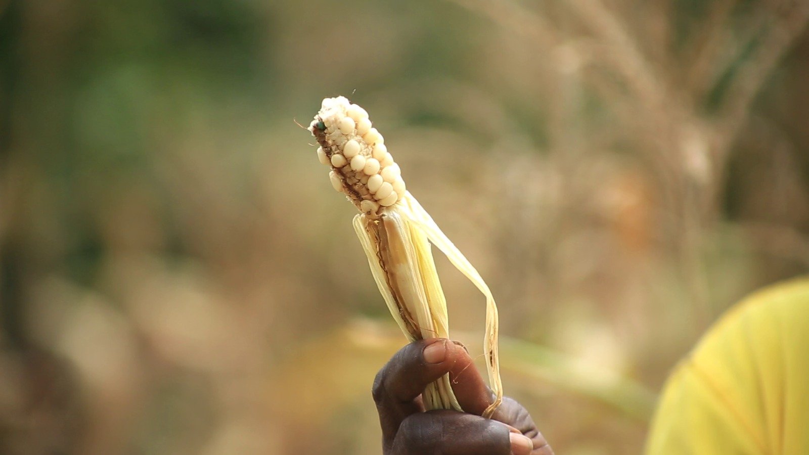 Left behind by long dry days: Nante-Zongo’s farmers struggle to survive changing weather patterns