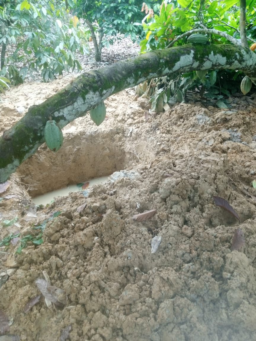 Fresh galamsey invasion ravages cocoa farms at Asante Akyem Bompata Baadu