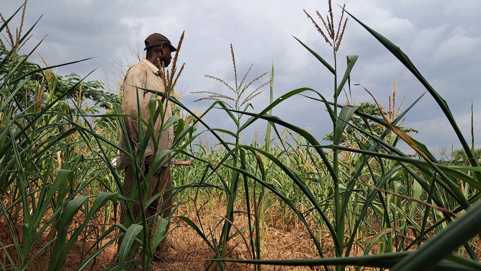 Left behind by long dry days: Nante-Zongo’s farmers struggle to survive changing weather patterns