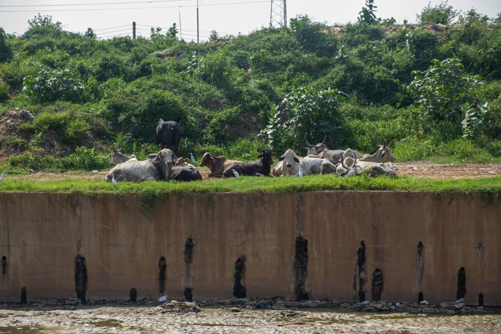 Eight months on: Abandoned silt threatens to reverse Odaw dredging works [Photos]