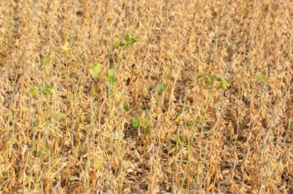 Climate Crisis in Ghana: How rising temperatures are driving migration and environmental degradation