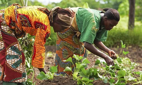 Turn research into enterprise - Dr. Adelaide Agyepong challenges agric economists Turn research into enterprise - Dr. Adelaide Agyepong challenges agric economists