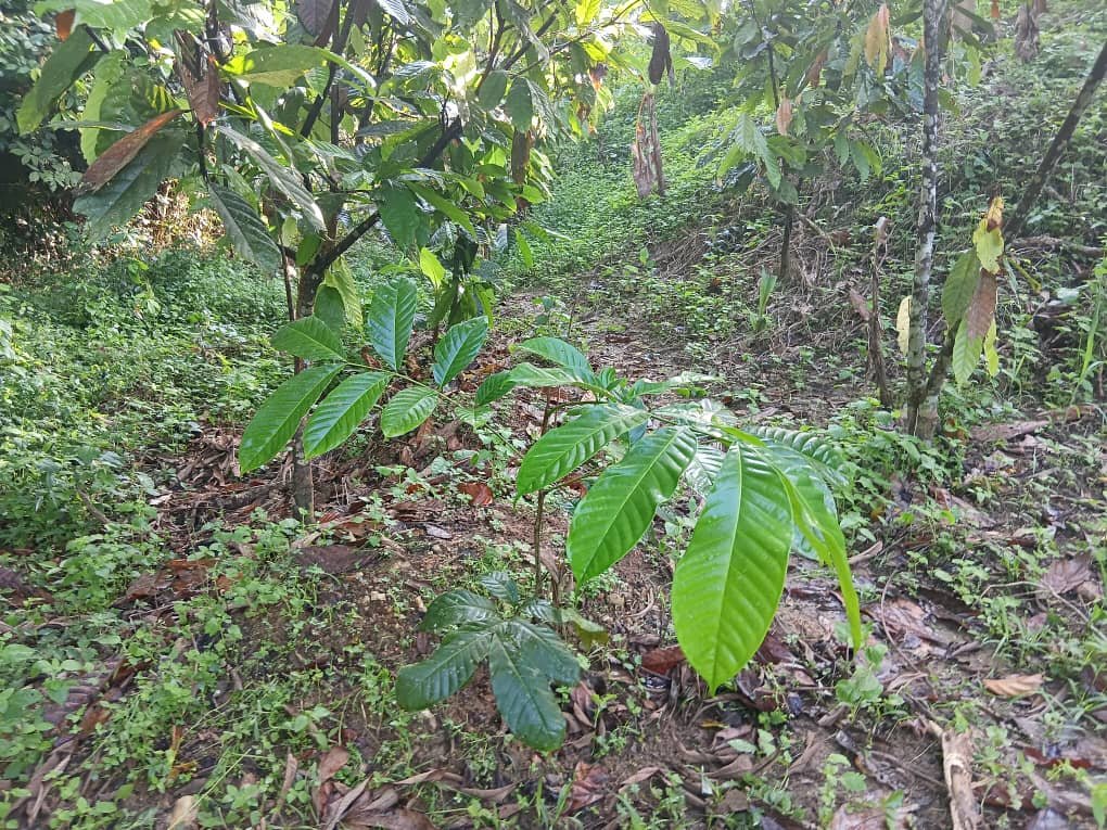 Ghanaian cocoa communities mobilised against galamsey to protect livelihoods and environment