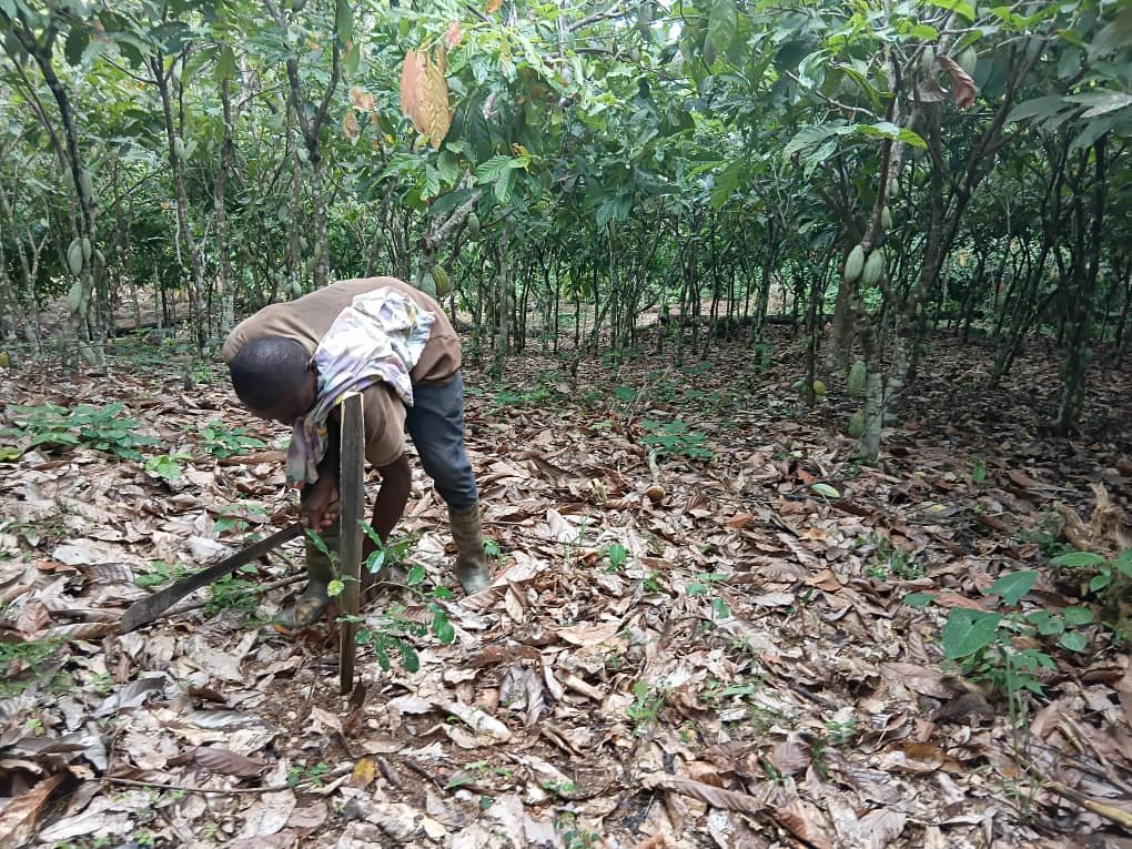 Ghanaian cocoa communities mobilised against galamsey to protect livelihoods and environment