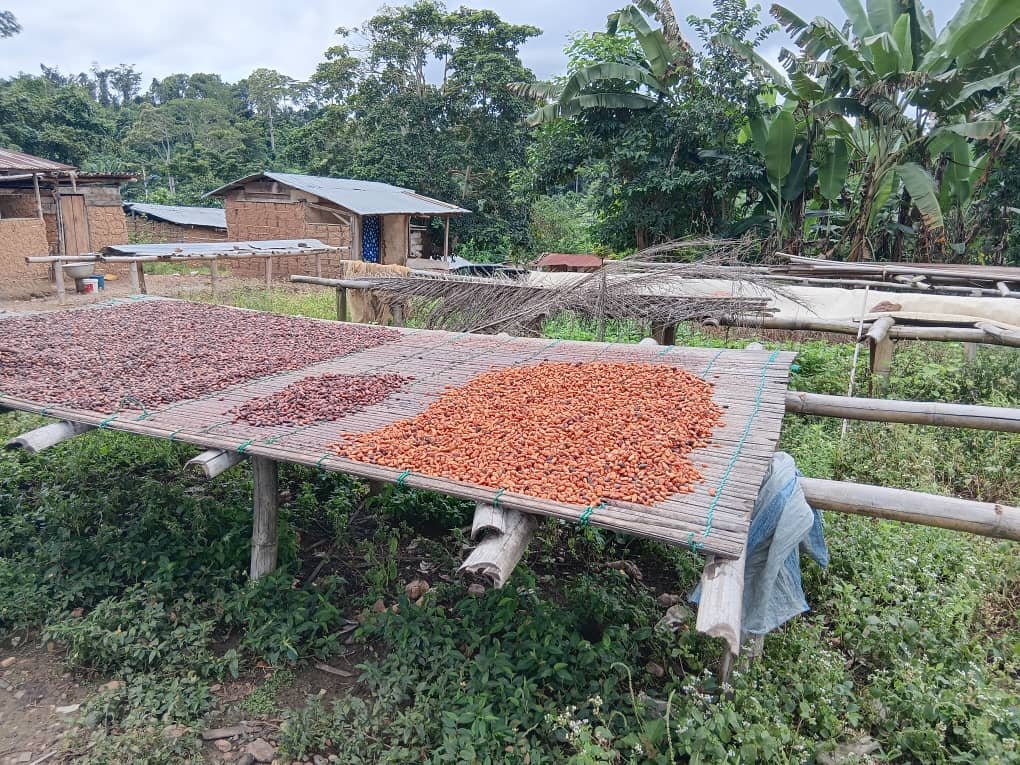 Ghanaian cocoa communities mobilised against galamsey to protect livelihoods and environment