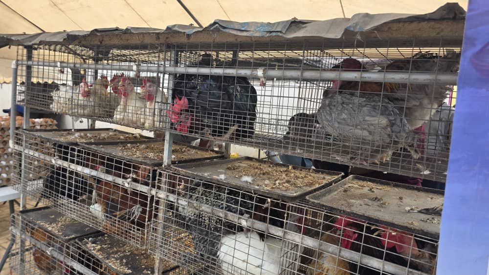 Eggs-traordinary success: Multimedia Group’s Christmas Egg Market sells out in record time as patrons demand extension