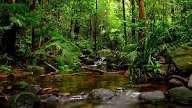 Forest Okyeman: Communities rise to defend one of Ghana’s last ecological strongholds Forest Okyeman: Communities rise to defend one of Ghana’s last ecological strongholds