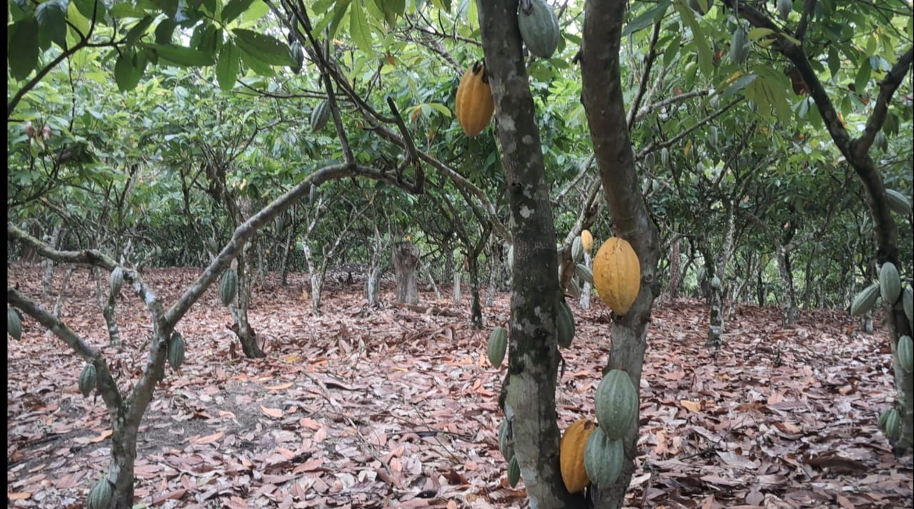 Agricultural cooperatives emerging as climate champions in rural Ghana Agricultural cooperatives emerging as climate champions in rural Ghana