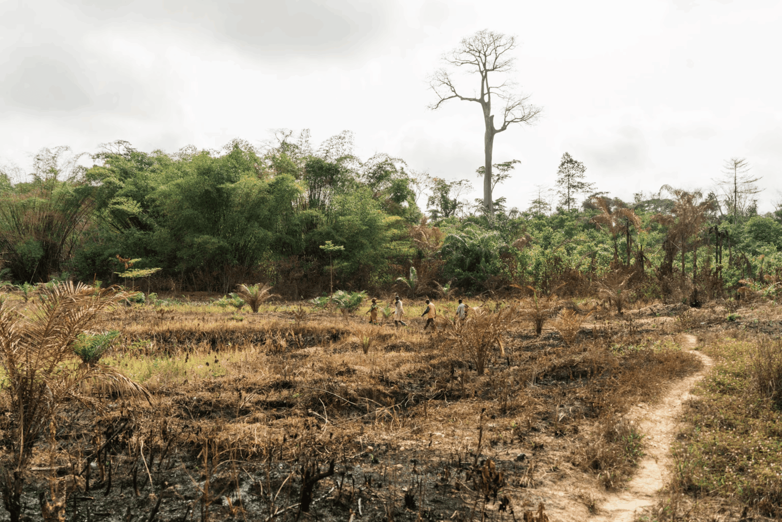 Galamsey is killing our cocoa, our water, our future - Minority warns of food security meltdown
