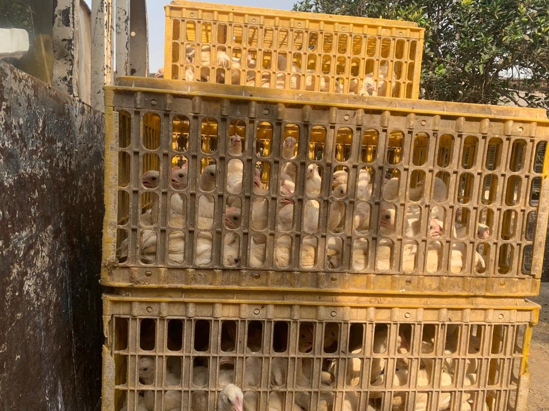 Nearly 8k birds distributed to beneficiaries under ‘Nkoko Nkitikiti’ programme