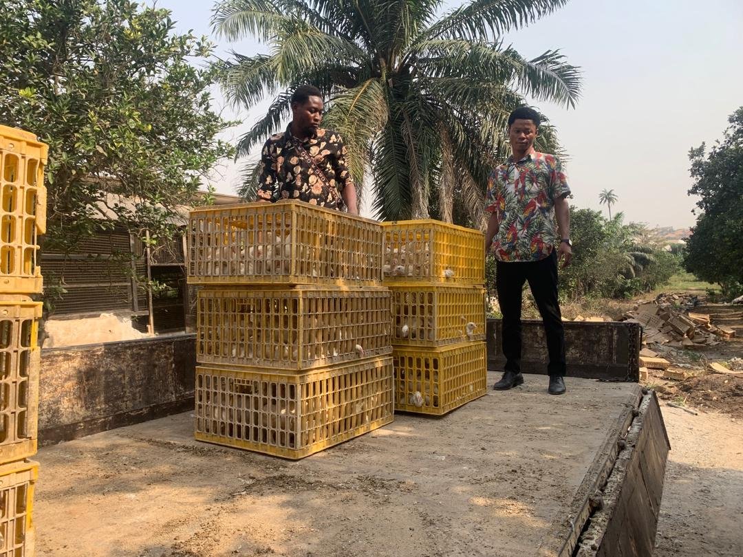 Nearly 8k birds distributed to beneficiaries under ‘Nkoko Nkitikiti’ programme