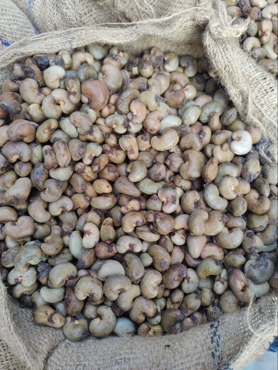 Cashew conundrum: Climate resilience or food security threat in Ghana's heartland?