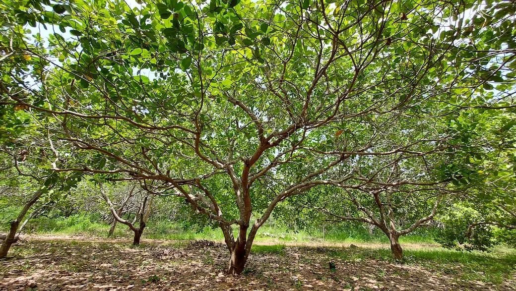 Cashew conundrum: Climate resilience or food security threat in Ghana's heartland?