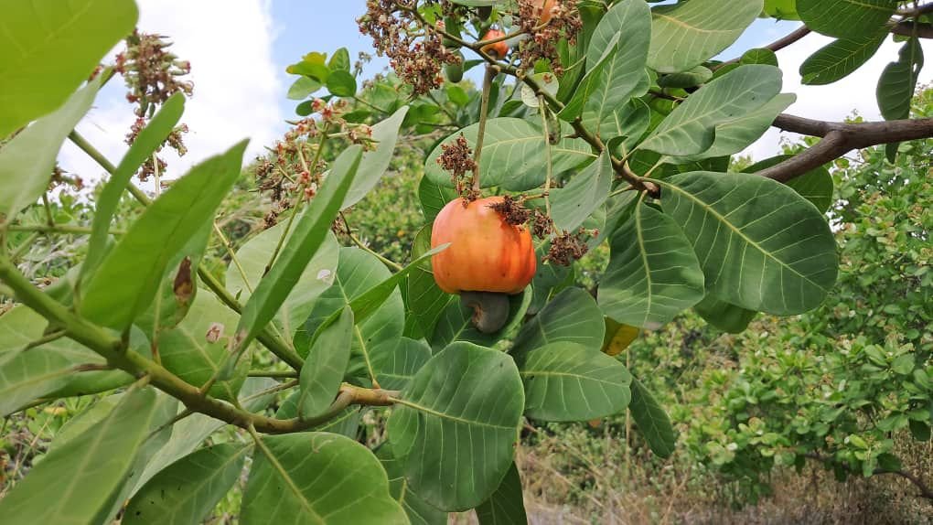 Cashew conundrum: Climate resilience or food security threat in Ghana's heartland?