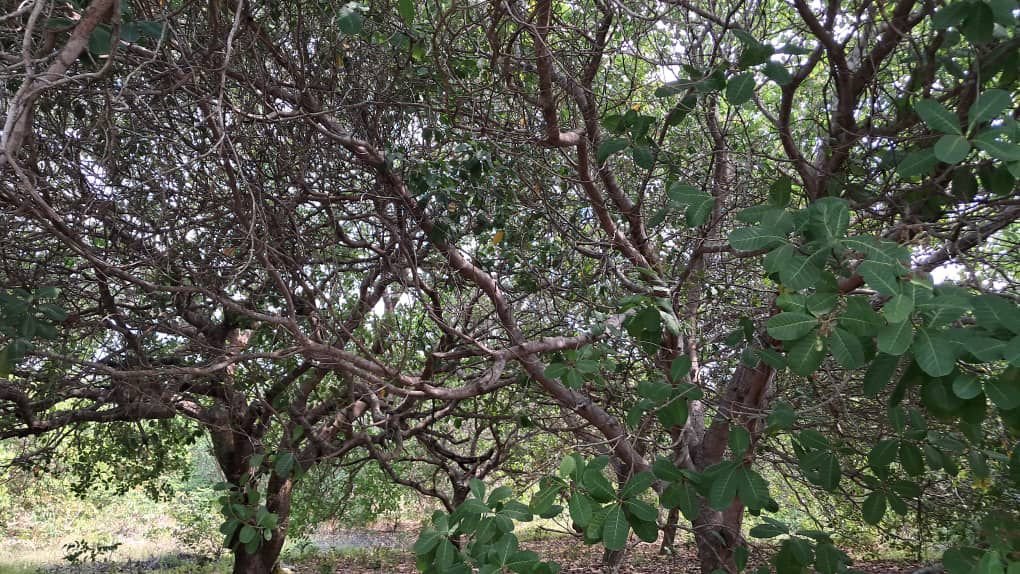 Cashew conundrum: Climate resilience or food security threat in Ghana's heartland?