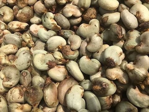 Cashew conundrum: Climate resilience or food security threat in Ghana's heartland?