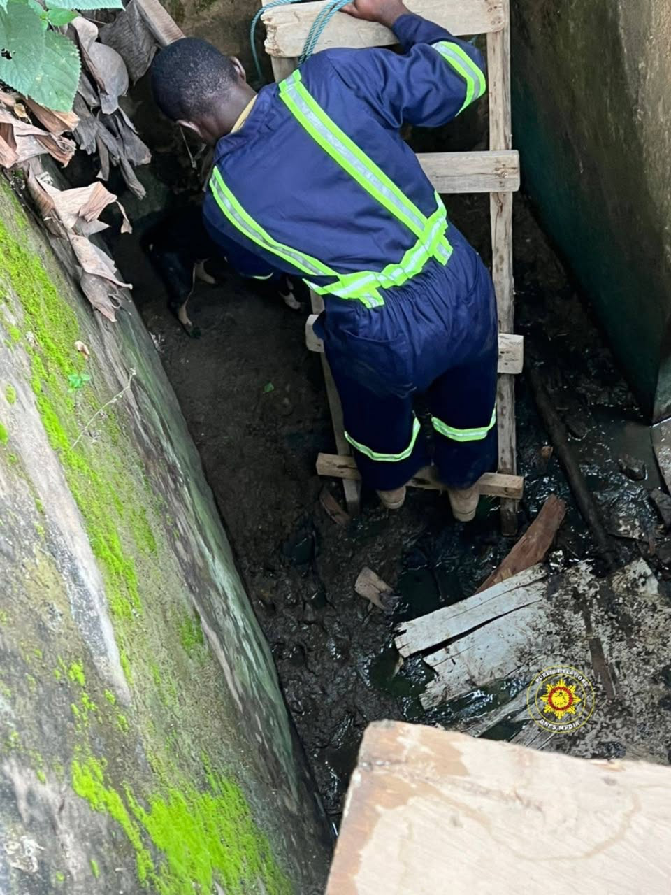 Firefighters rescue dog trapped in well at Amamorley