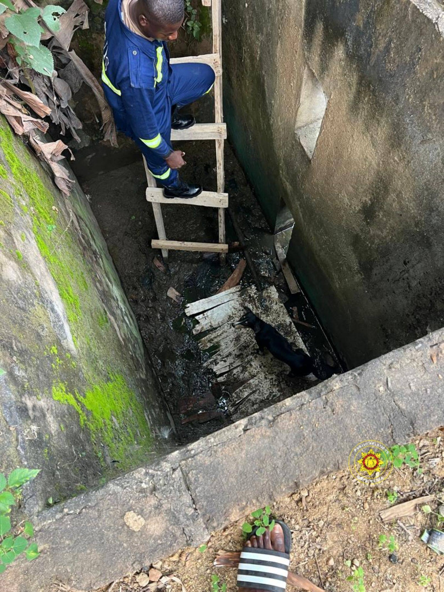 Firefighters rescue dog trapped in well at Amamorley