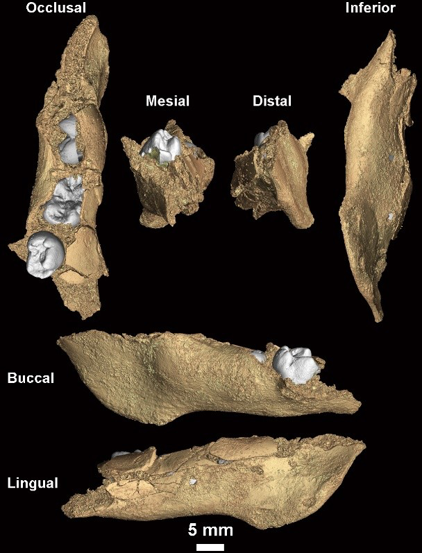 Human fossils unearthed in Casablanca shed new light on a key phase of human evolution