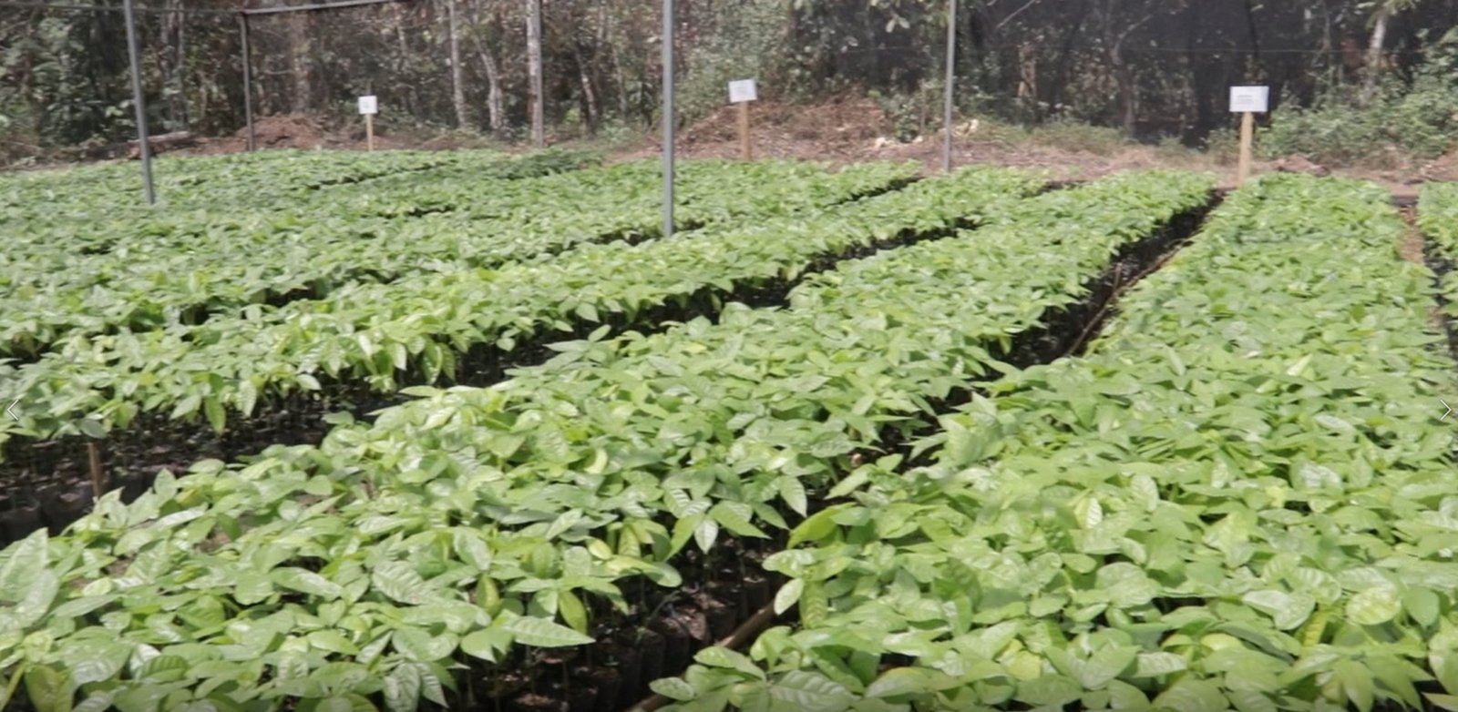 socodevi with the support of partners is providing plant nurseries to women 