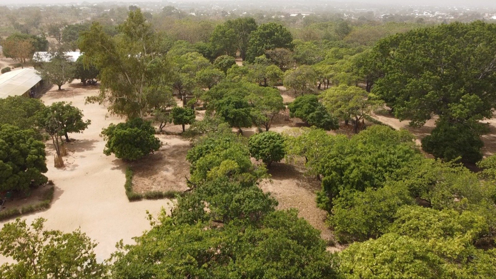 From windstorm to resilience: How Wa school is growing climate protection