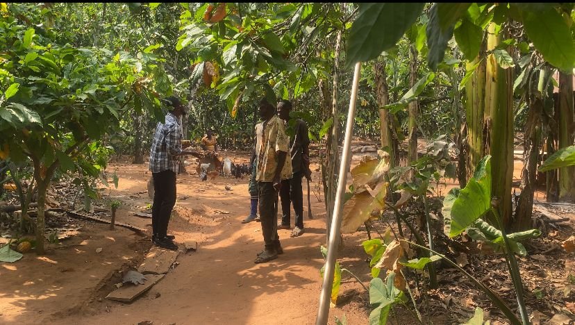 Cocoa farmers consider smuggling, land sales to illegal miners over three-month arrears Cocoa farmers consider smuggling, land sales to illegal miners over three-month arrears