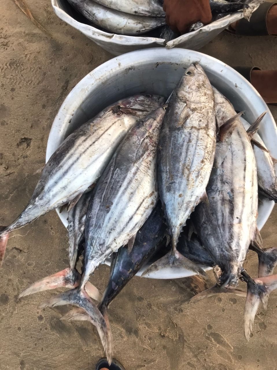 Hooked on survival: Human impact of climate-driven illegal fishing Hooked on survival: Human impact of climate-driven illegal fishing