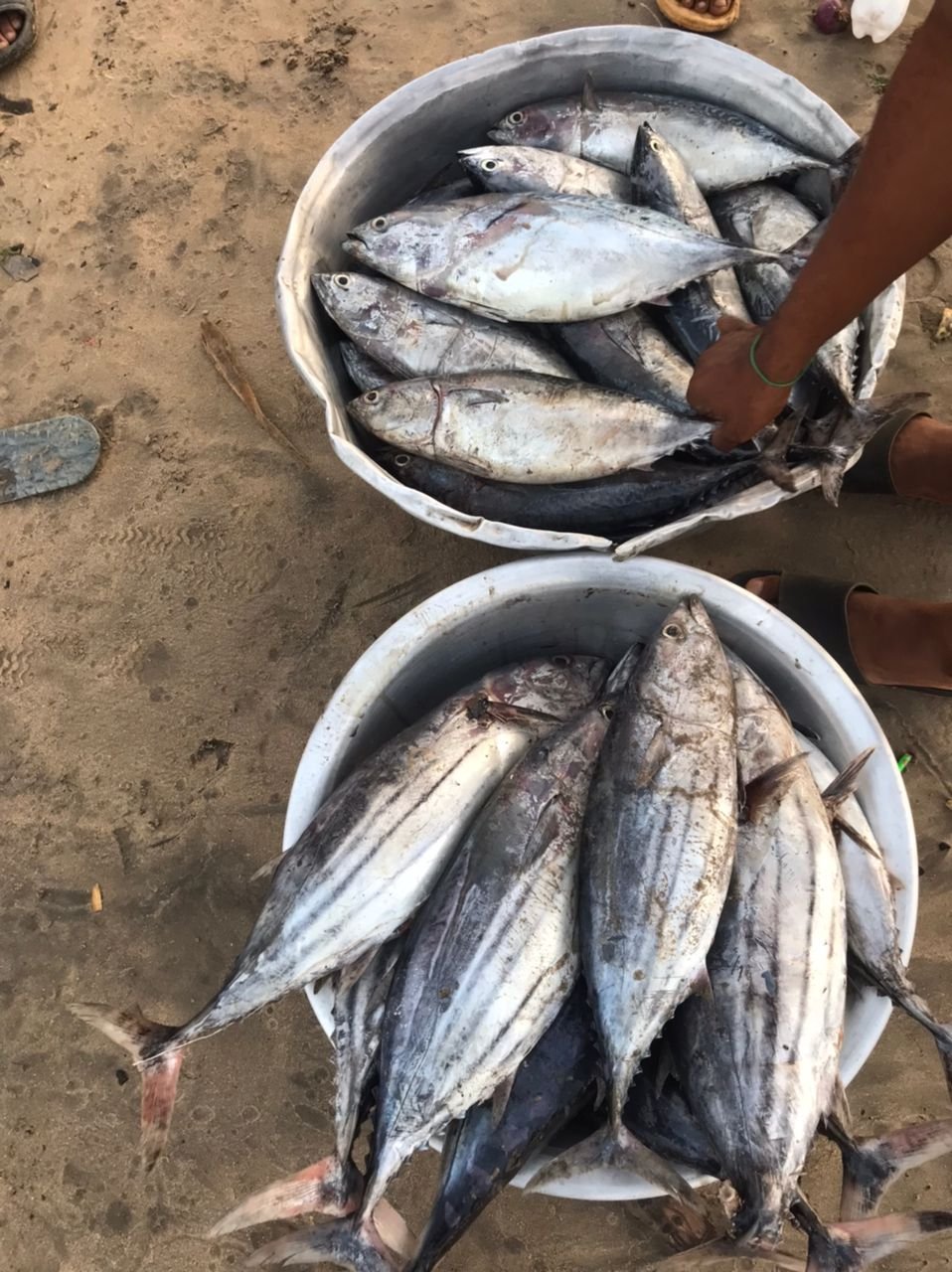 Hooked on survival: Human impact of climate-driven illegal fishing Hooked on survival: Human impact of climate-driven illegal fishing