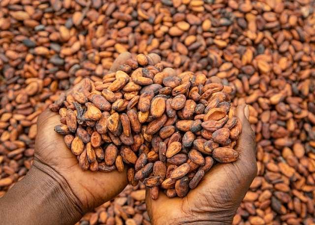 Government to absorb COCOBOD’s $150m losses as Cabinet directs immediate cocoa purchases – Finance Ministry Government to absorb COCOBOD’s $150m losses as Cabinet directs immediate cocoa purchases – Finance Ministry