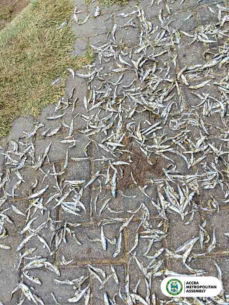 AMA Sanitation Court convicts 10 fishmongers for drying anchovies on road median; orders arrest of 7 others AMA Sanitation Court convicts 10 fishmongers for drying anchovies on road median; orders arrest of 7 others