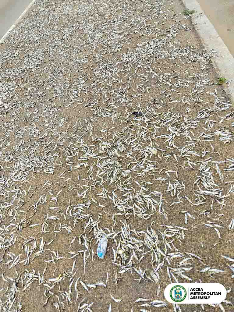 AMA Sanitation Court convicts 10 fishmongers for drying anchovies on road median; orders arrest of 7 others AMA Sanitation Court convicts 10 fishmongers for drying anchovies on road median; orders arrest of 7 others