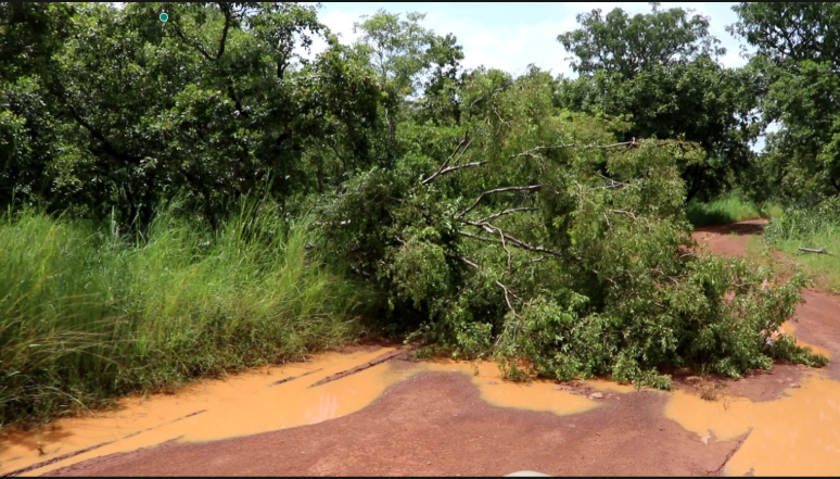 Mole National Park’s role in climate resilience under threat from human activities Mole National Park’s role in climate resilience under threat from human activities