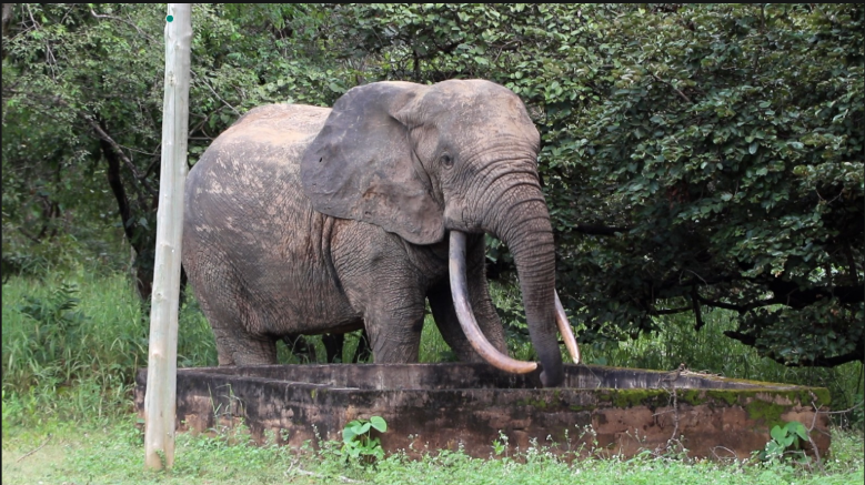 Mole National Park’s role in climate resilience under threat from human activities Mole National Park’s role in climate resilience under threat from human activities