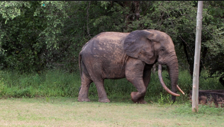 Mole National Park’s role in climate resilience under threat from human activities Mole National Park’s role in climate resilience under threat from human activities