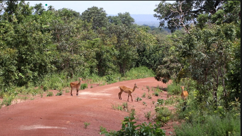 Mole National Park’s role in climate resilience under threat from human activities Mole National Park’s role in climate resilience under threat from human activities