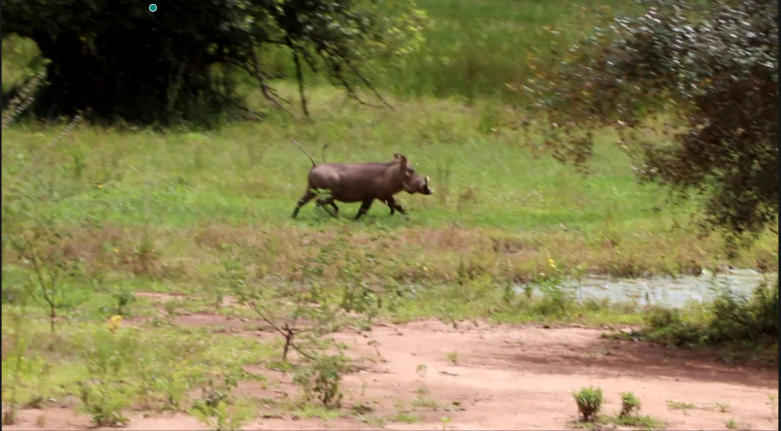 Mole National Park’s role in climate resilience under threat from human activities Mole National Park’s role in climate resilience under threat from human activities
