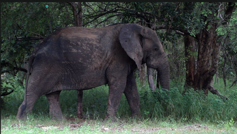 Mole National Park’s role in climate resilience under threat from human activities Mole National Park’s role in climate resilience under threat from human activities