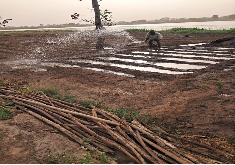 Seeds of Resilience: Home gardening turning survival into success