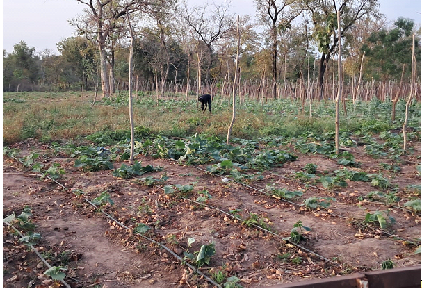 Seeds of Resilience: Home gardening turning survival into success