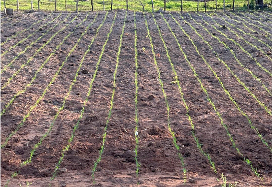 Seeds of Resilience: Home gardening turning survival into success